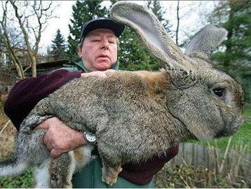 兔子狮子爆料视频大全下载,揭秘娱乐圈幕后真相 第2张 兔子狮子爆料视频大全下载,揭秘娱乐圈幕后真相 第2张